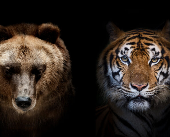 A photograph of a bear and tiger looking ahead, side by side in front of a black background. The lighting is dramatic.