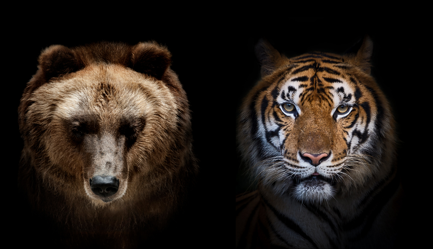 A photograph of a bear and tiger looking ahead, side by side in front of a black background. The lighting is dramatic.
